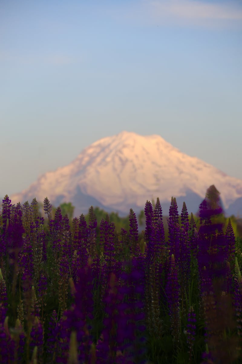 Mount Rainier View from Puyallup