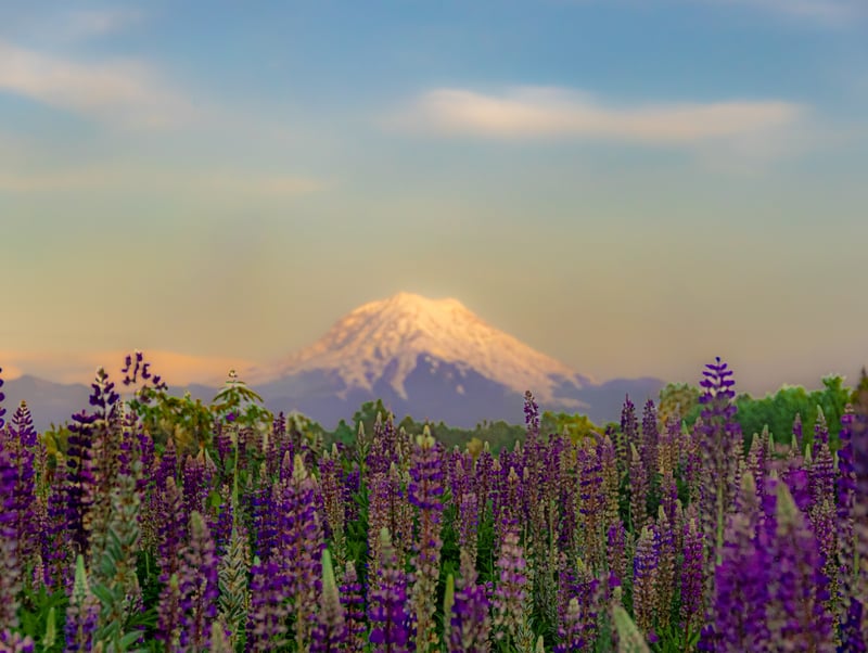 Mount Rainier View from Puyallup Valley