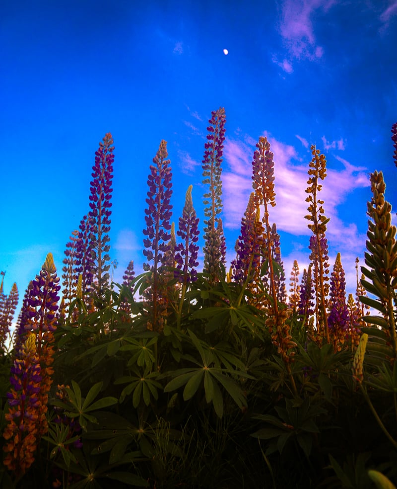 Puyallup Valley Lupine Field