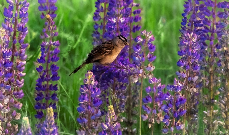 Puyallup Valley Wildflowers