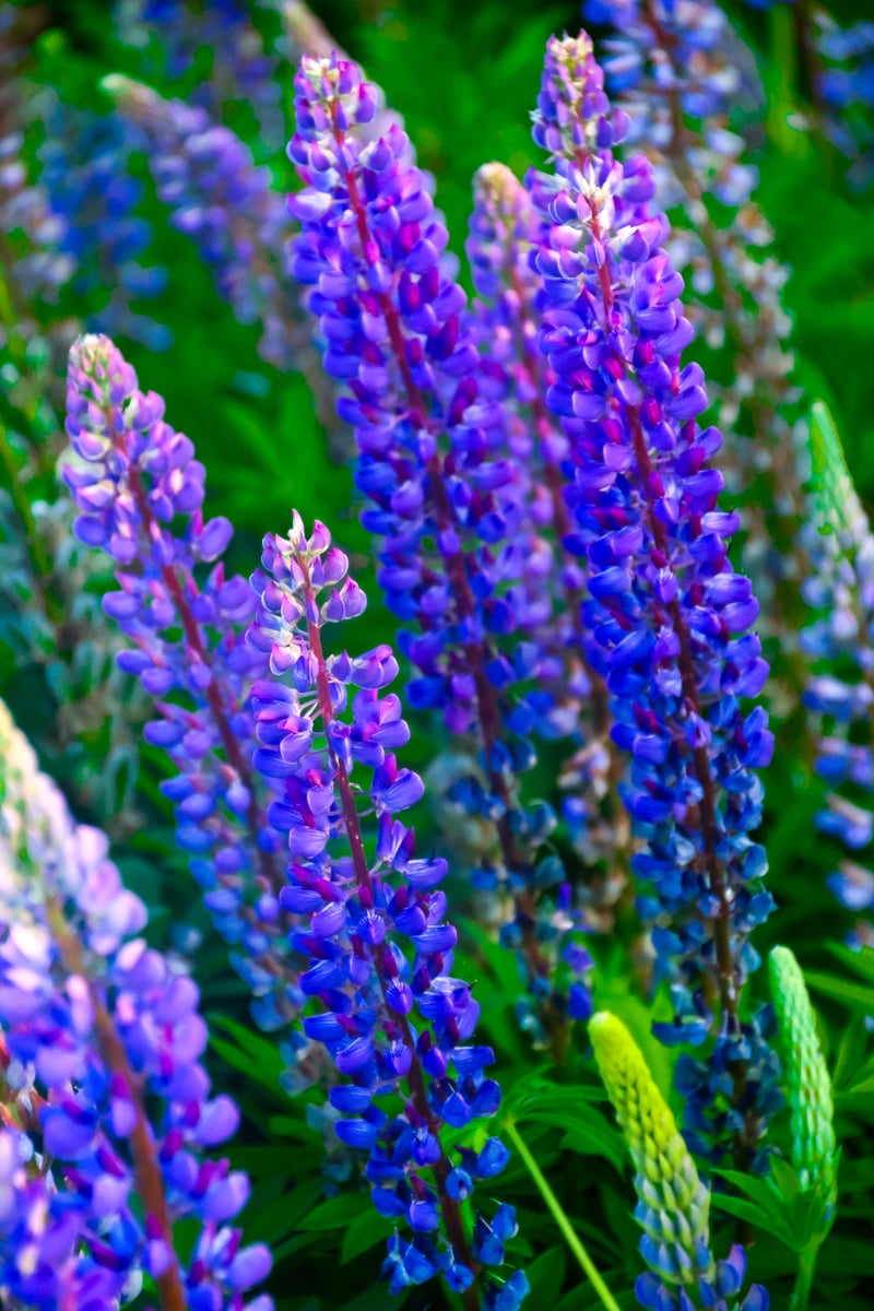 Puyallup Lupine Garden
