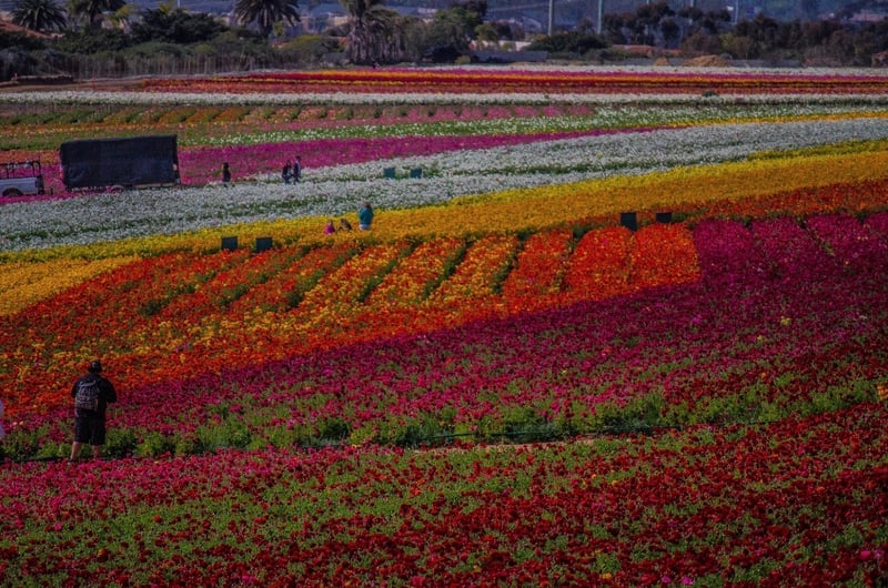 The Flower Fields at Carlsbad Ranch