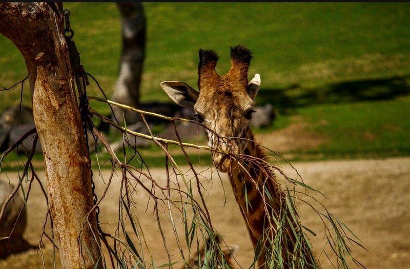 San Diego Zoo