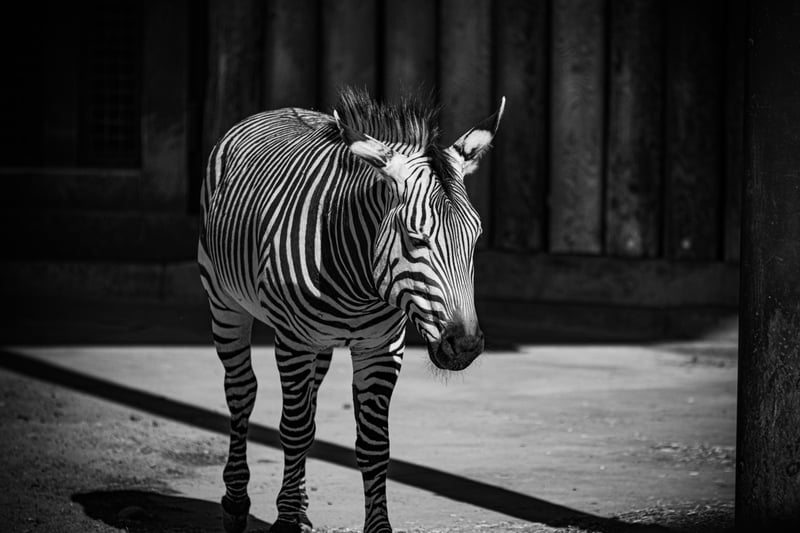 San Diego Zoo