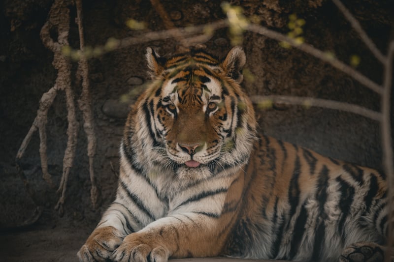 San Diego Zoo