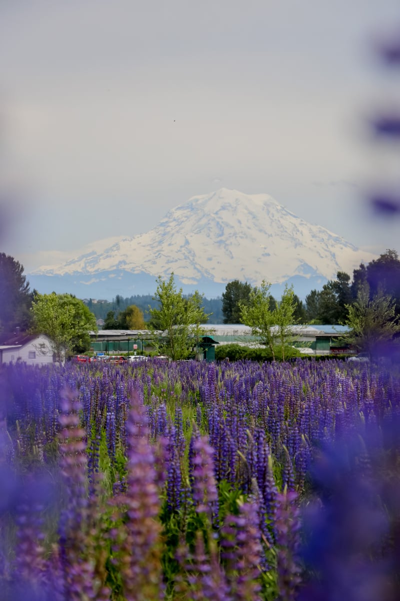 Puyallup Valley Lupine Field