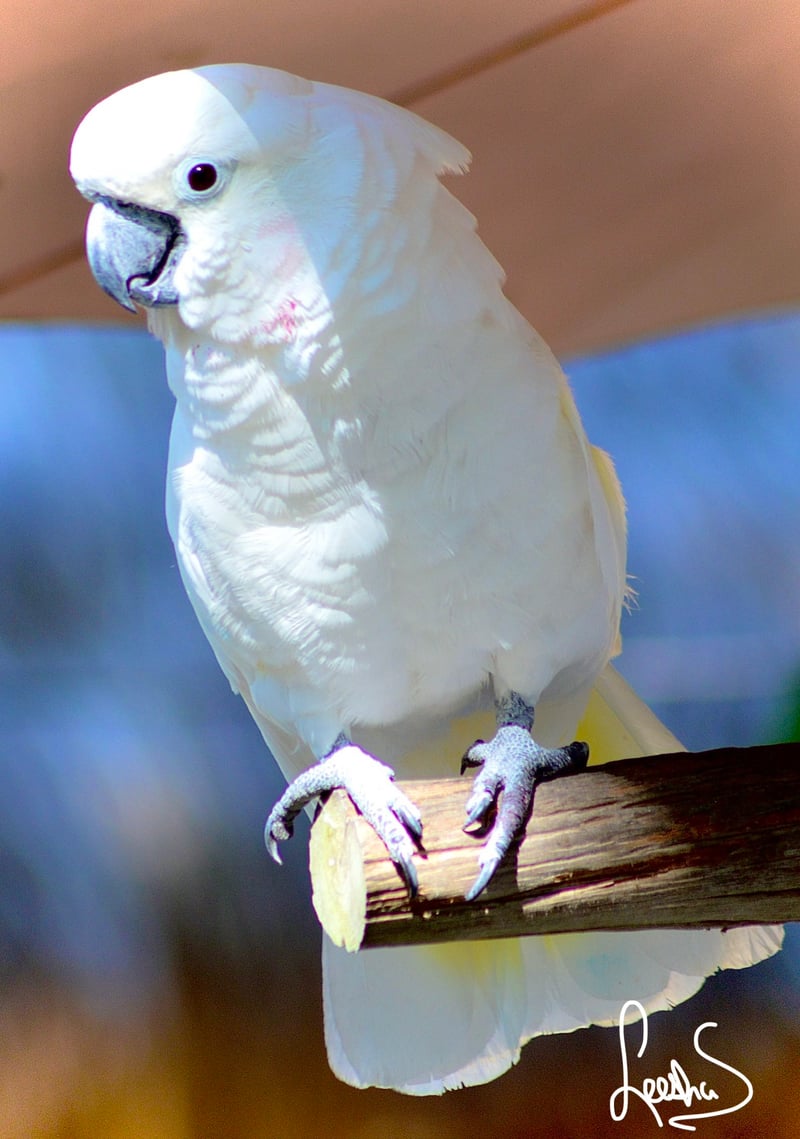 Everglades Wonder Gardens