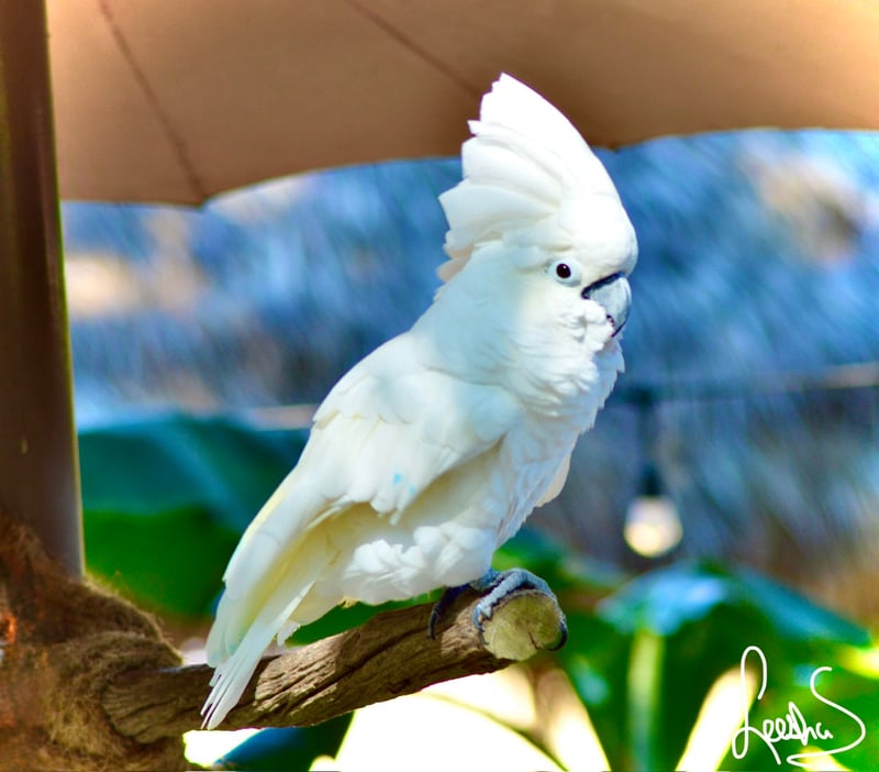 Bonita Springs Tropical Garden