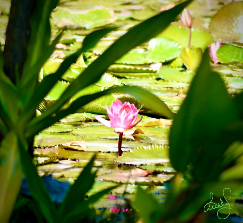 Bonita Springs Water Lily Pond