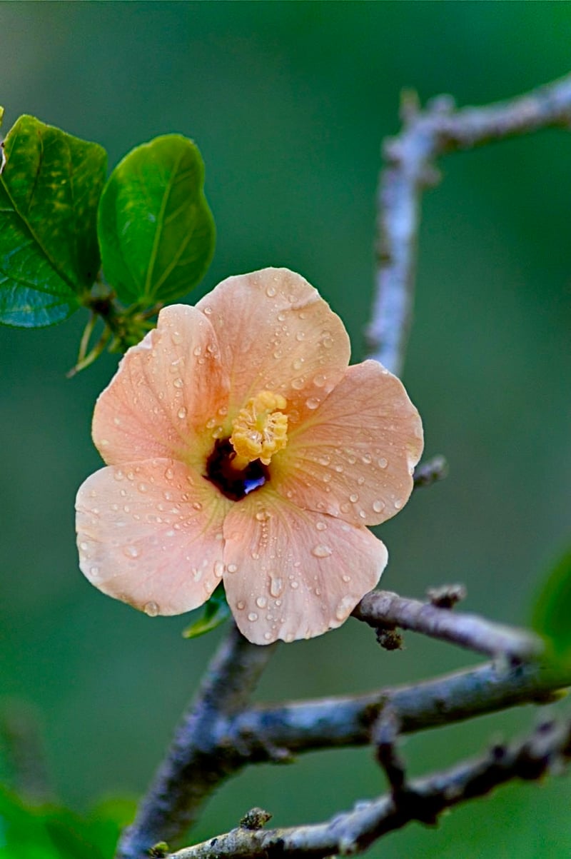 Bonita Springs Tropical Garden