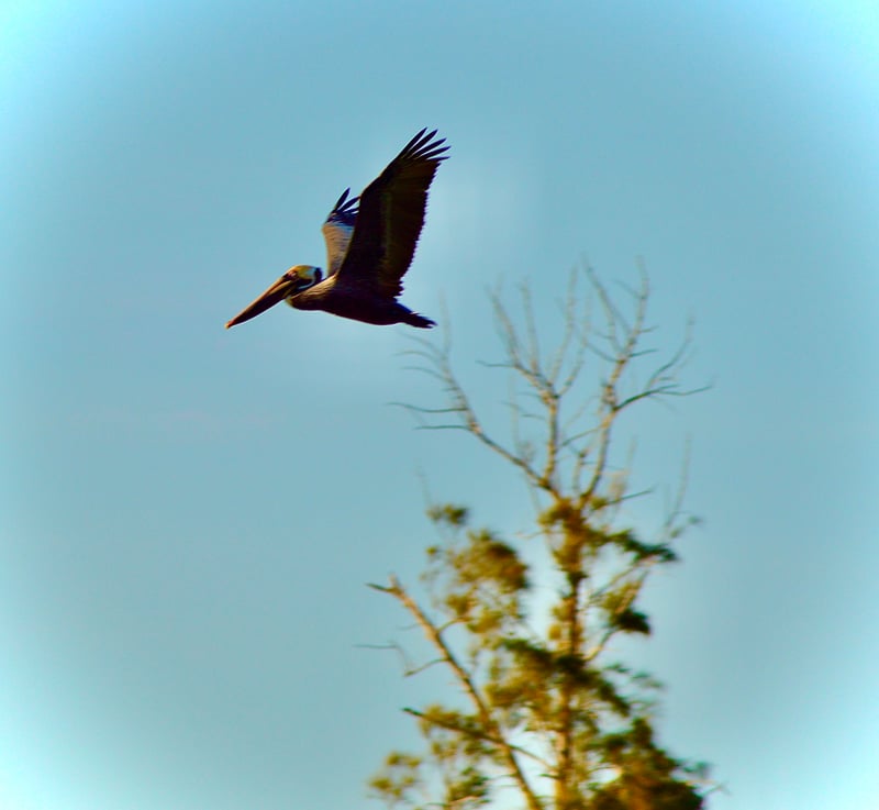 Bonita Beach Coastal Area