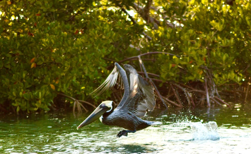 Bonita Springs Mangrove Waterways