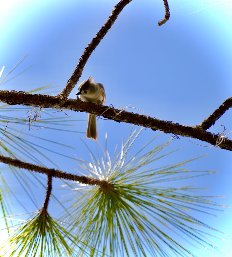 Caloosahatchee Riverside Birding