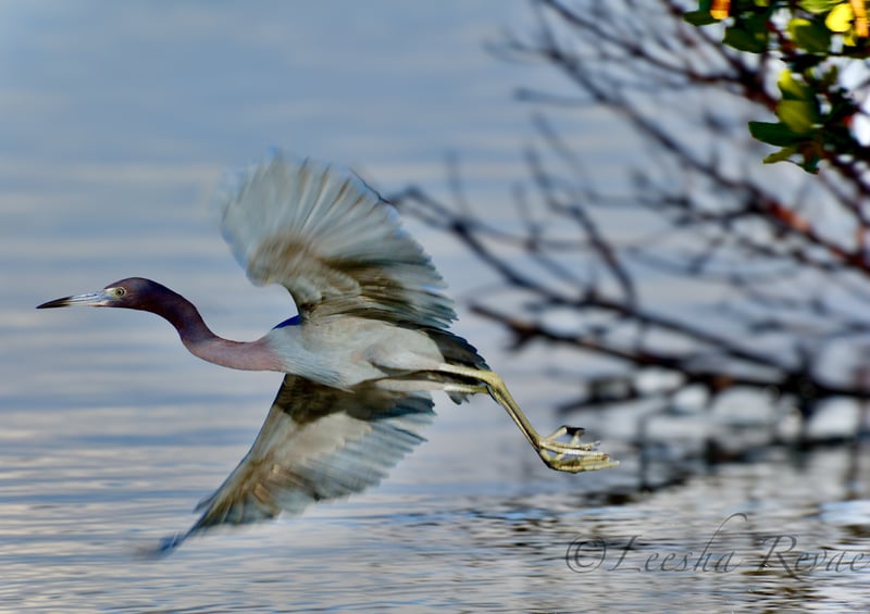 Bonita Beach Causeway Coastal Preserve