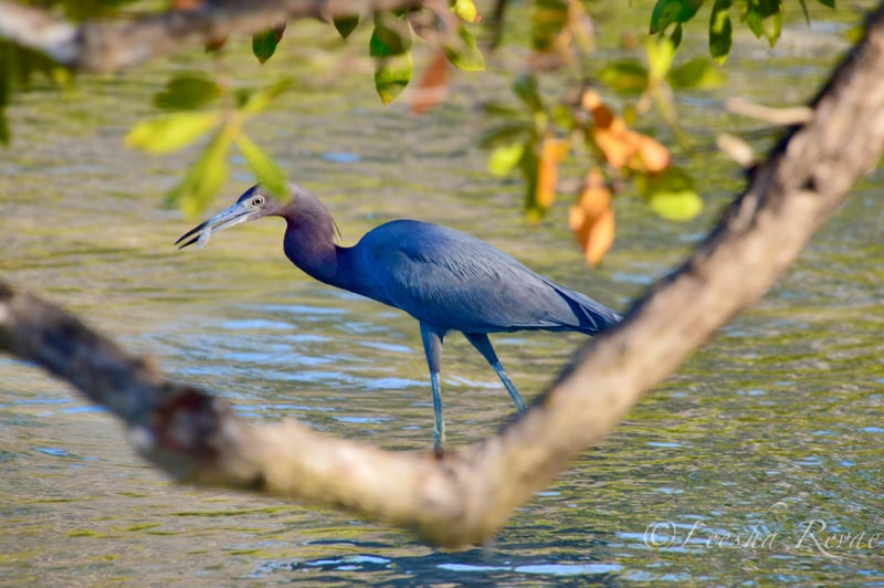 Bonita Beach Causeway Mangroves