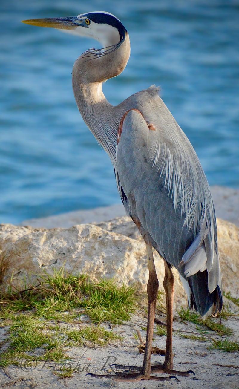 Bonita Beach Causeway
