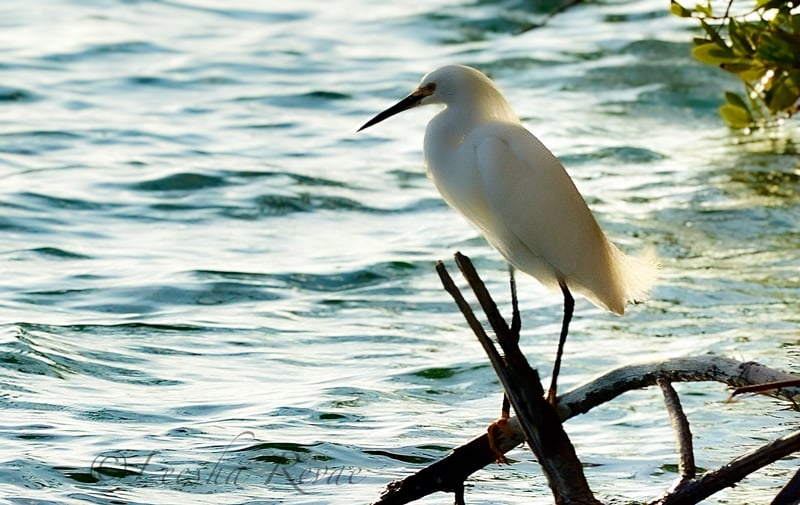 Bonita Beach Causeway