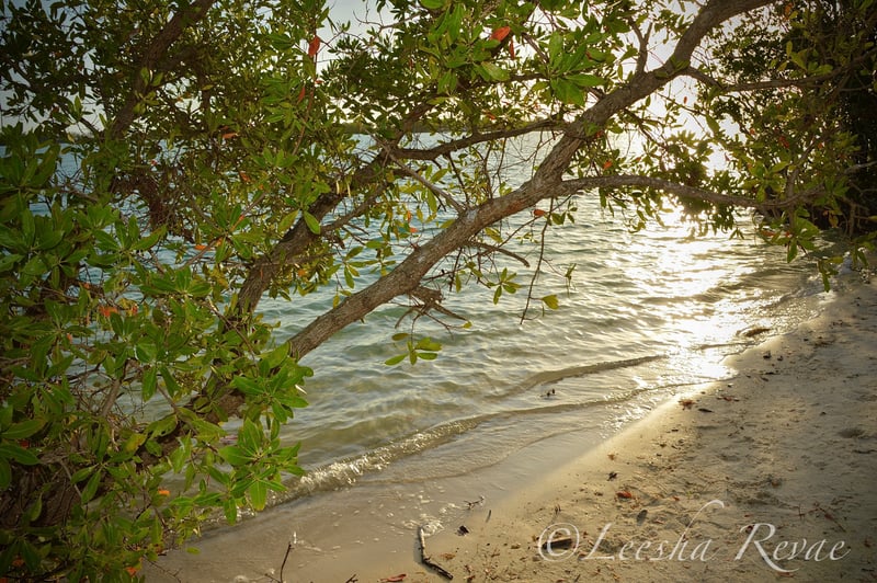Bonita Beach Causeway Shoreline