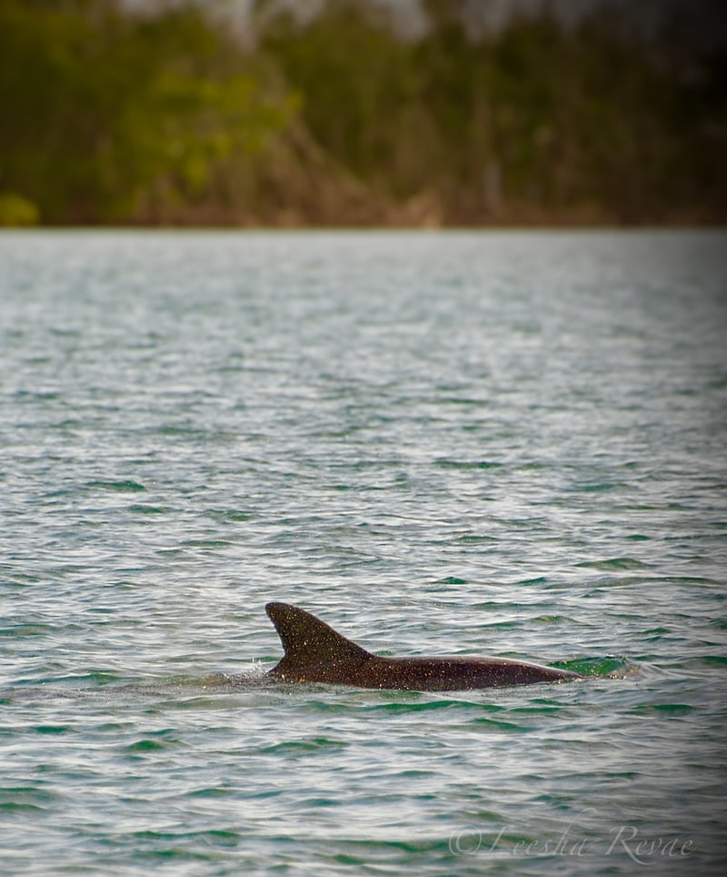 Bonita Beach Causeway