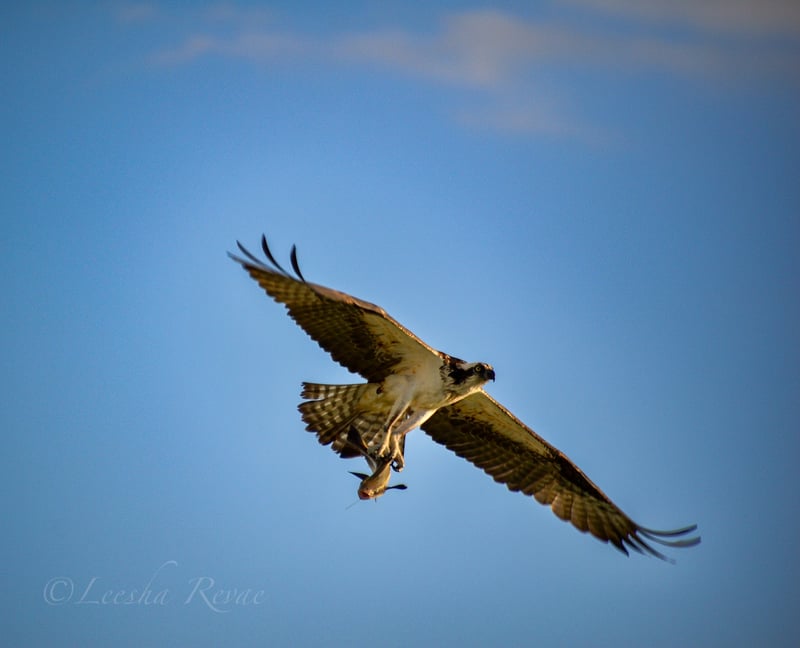 Bonita Beach Causeway