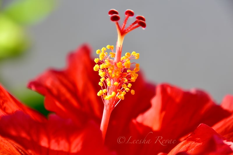 Bonita Springs Tropical Garden