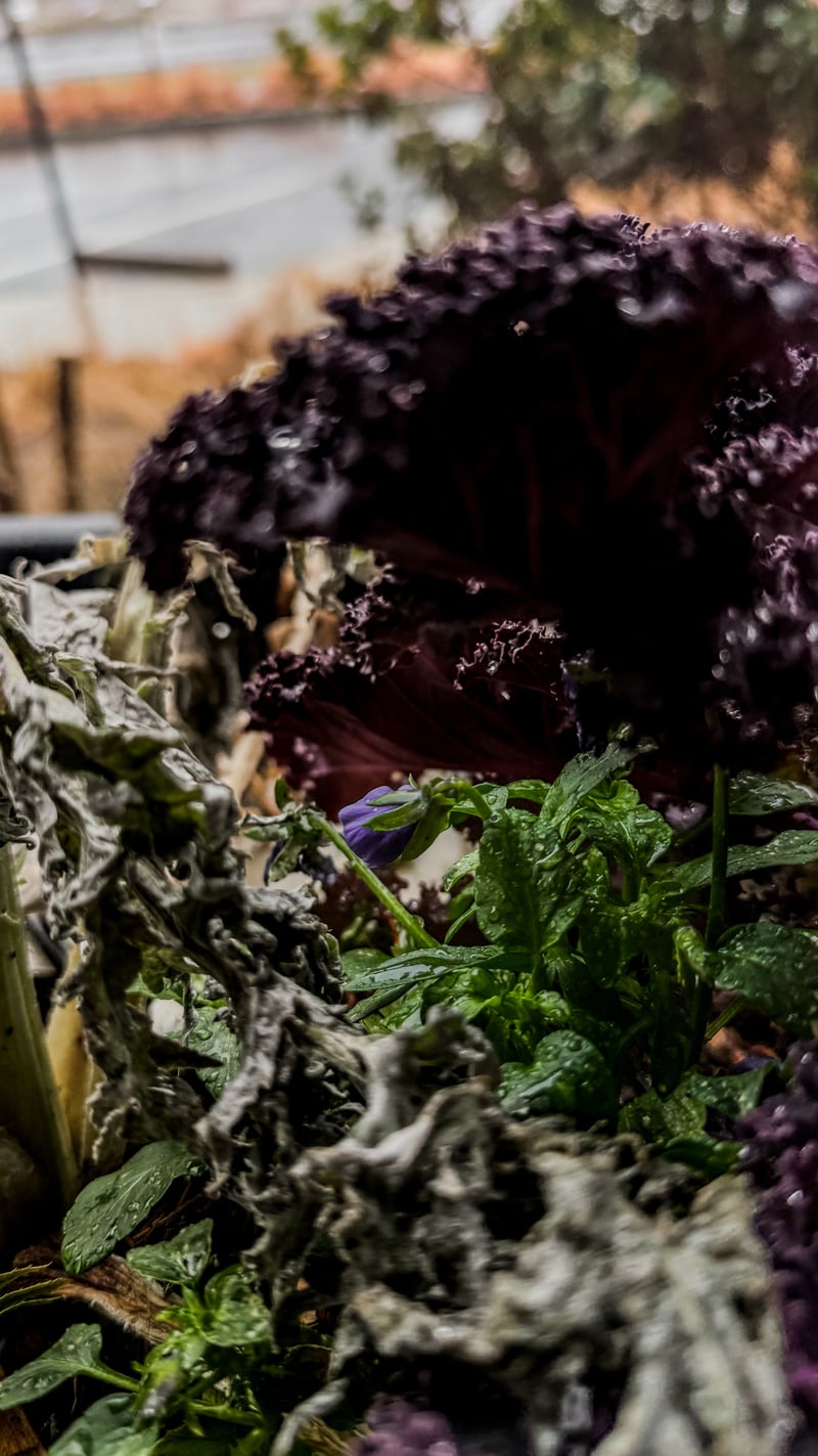 North Graham Street Urban Flora