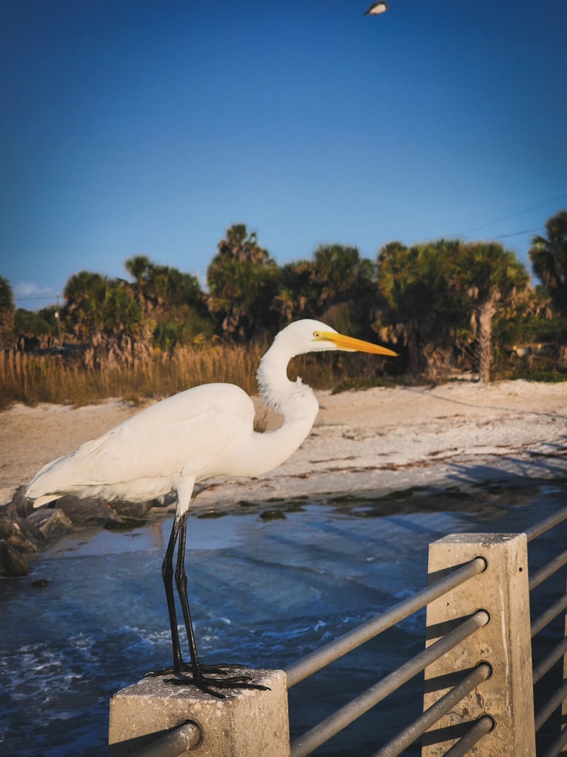 Tierra Verde Coastal Inlet