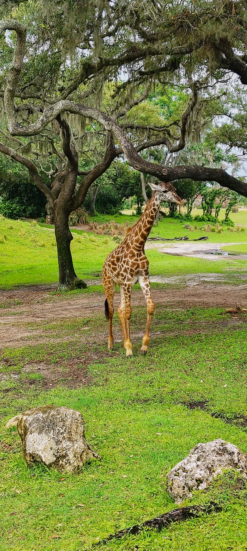Kilimanjaro Safaris Savanna