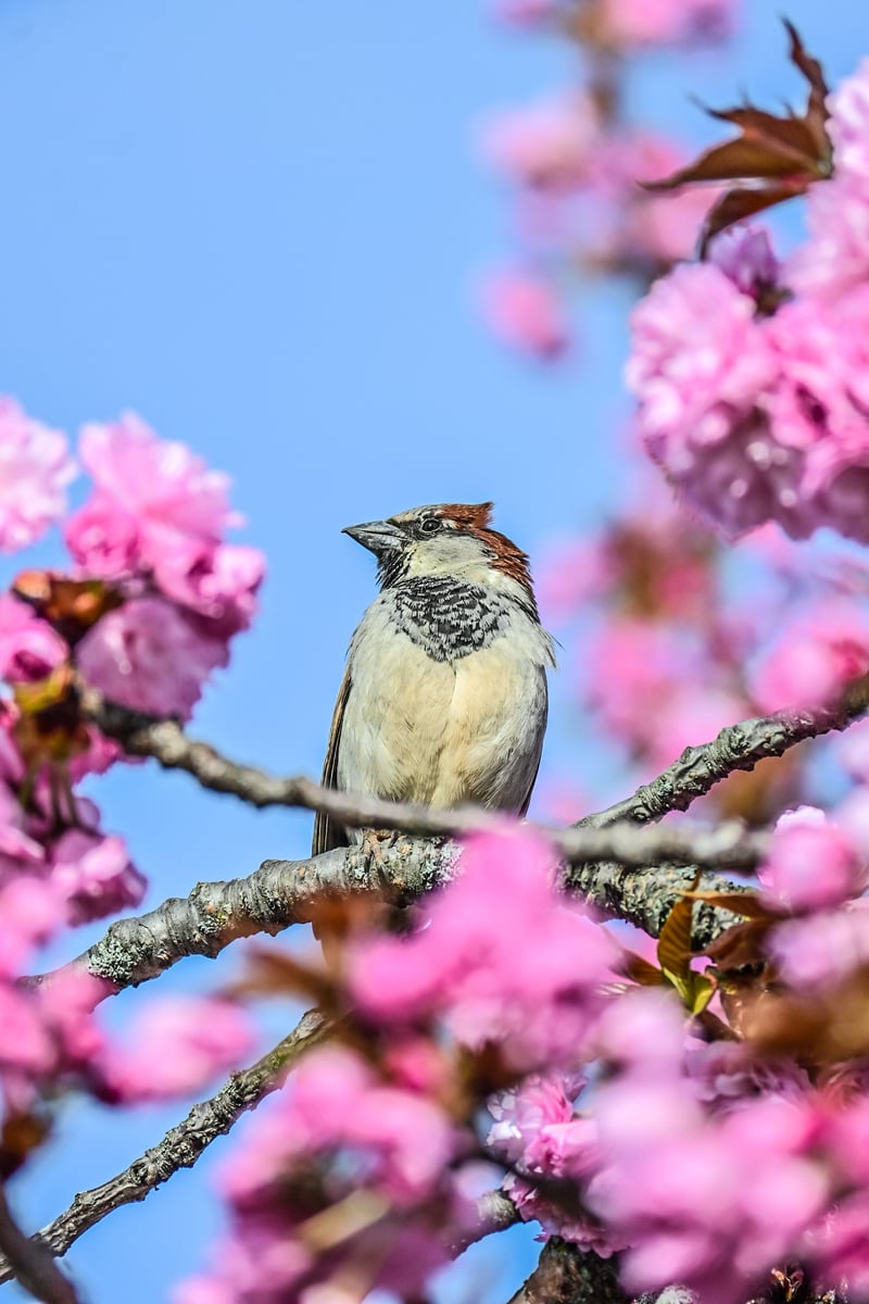 Rockdale Avenue Spring Blooms