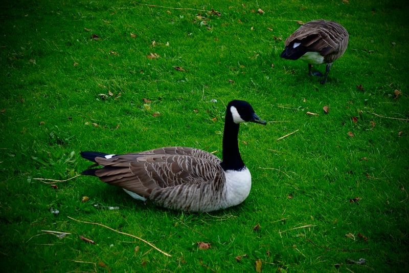 Cardiff Park Green Space