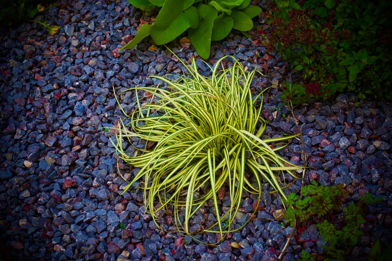 Cardiff Garden Detail