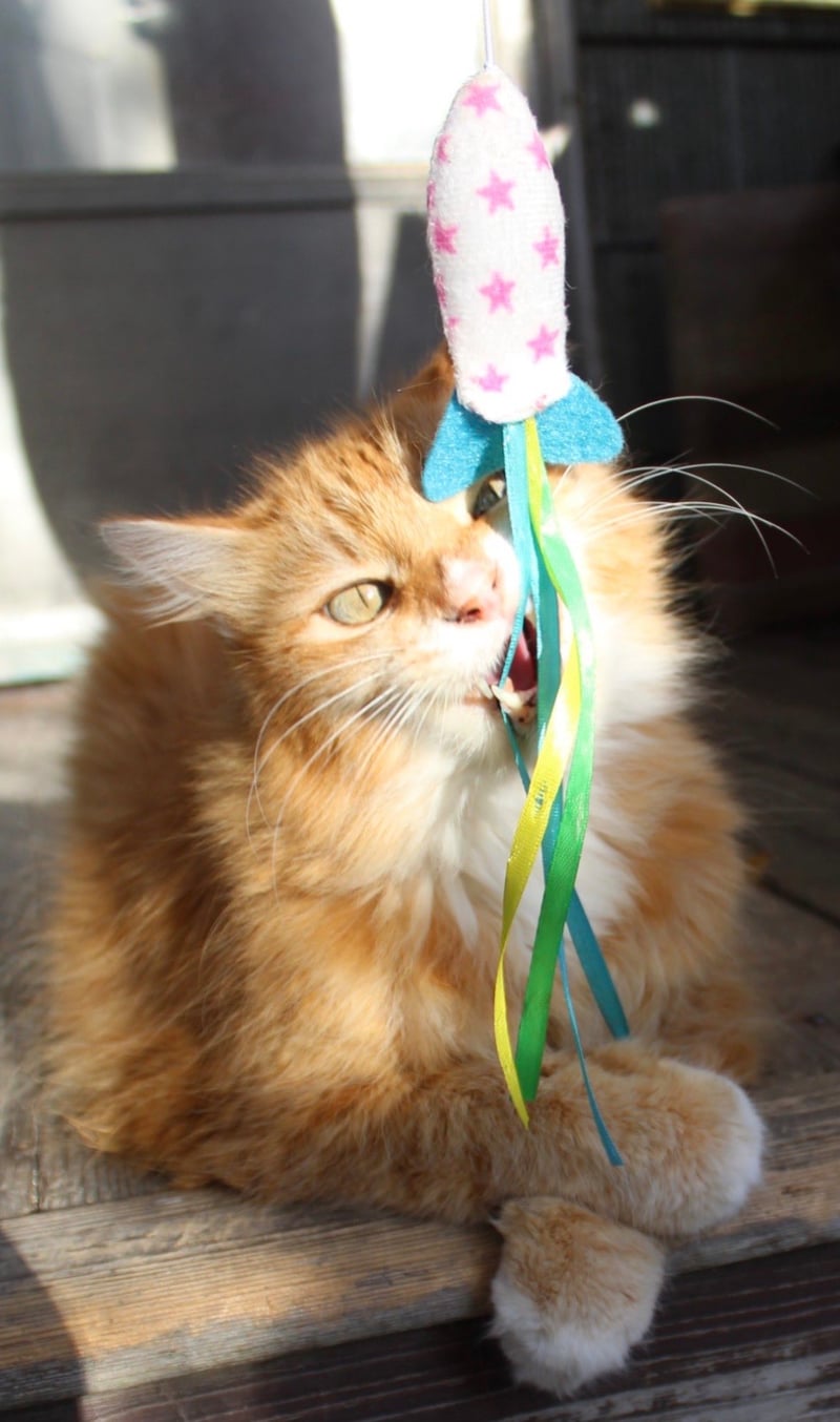 Tacoma Residential Porch