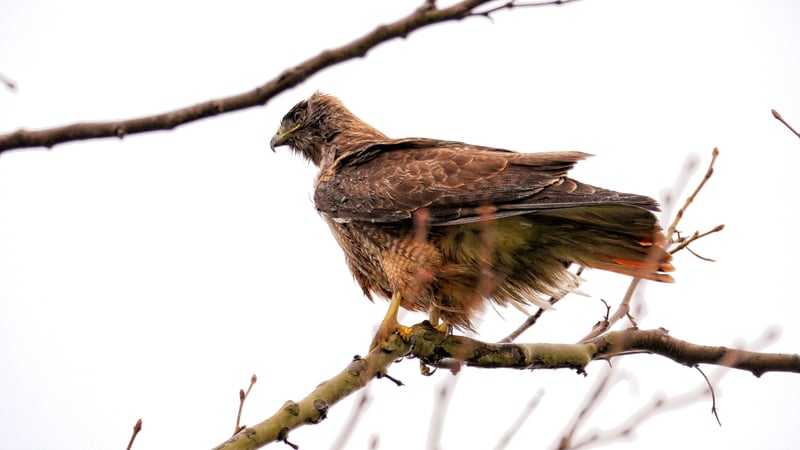 Scripps Ranch Wildlife Spot