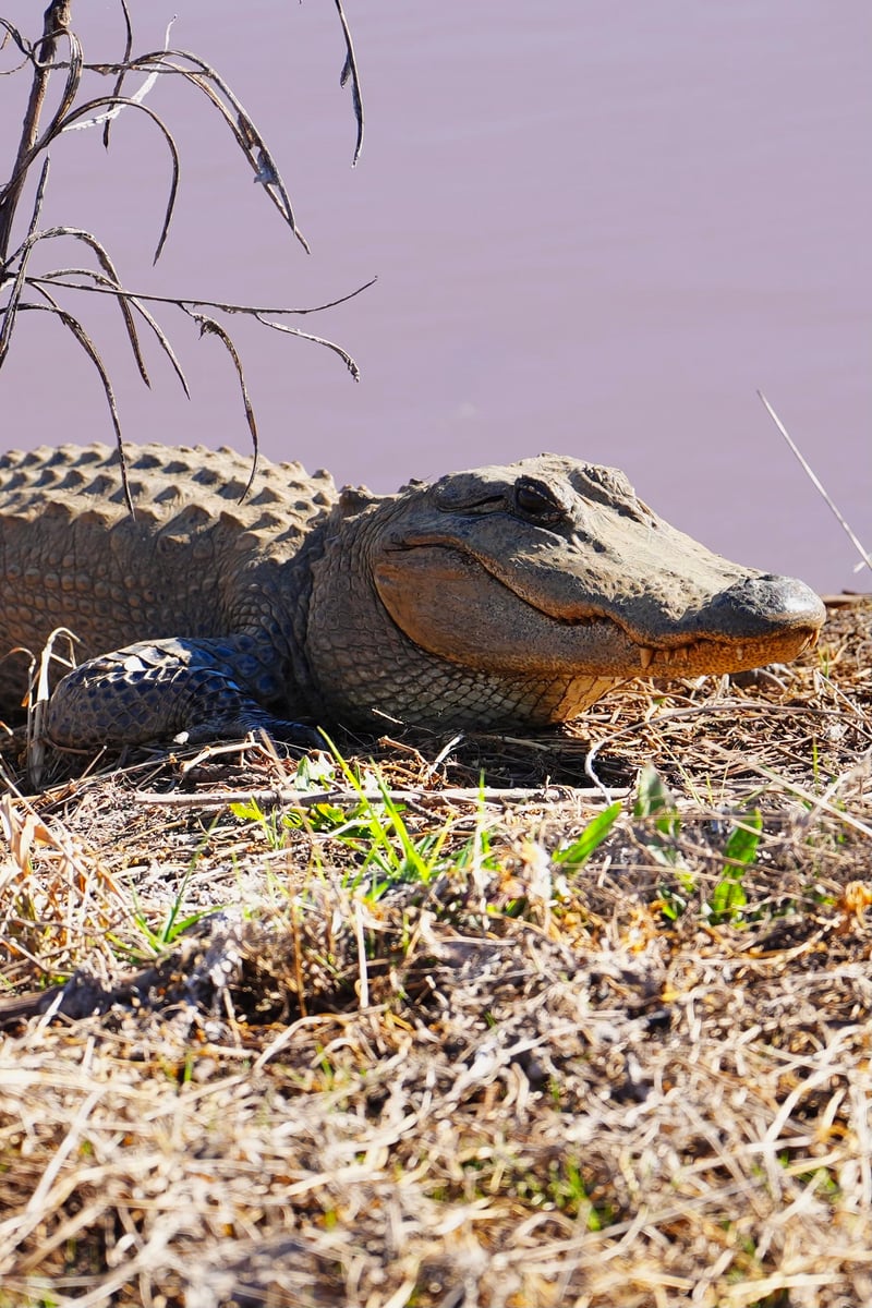 Savannah Lowcountry Wetlands