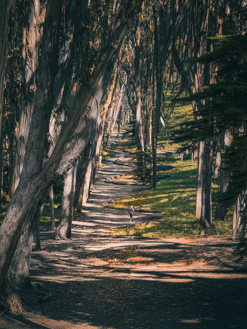 Wood Line in the Presidio