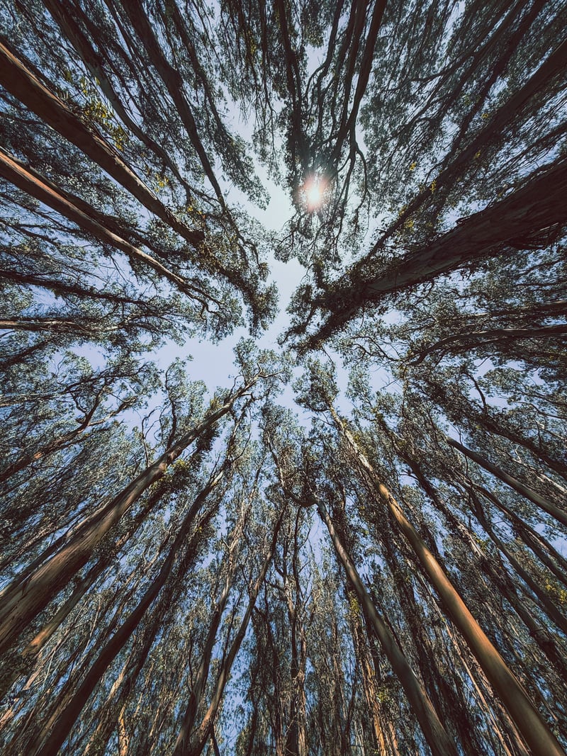 Presidio Eucalyptus Grove