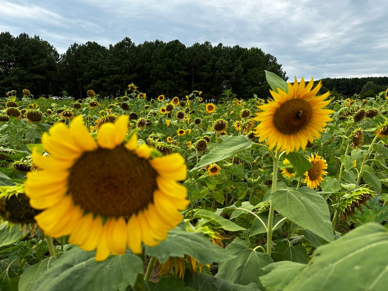 Dorothea Dix Park Sunflower Field