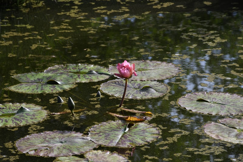 Denver Botanic Gardens