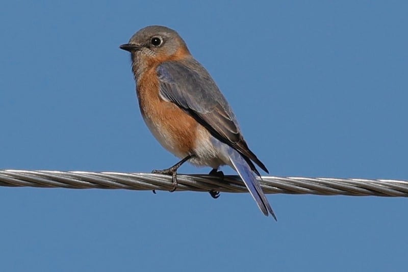 Lowcountry Avian Perch