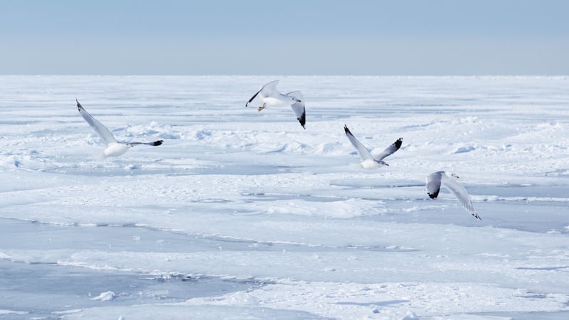 Frozen Lake Erie Shoreline