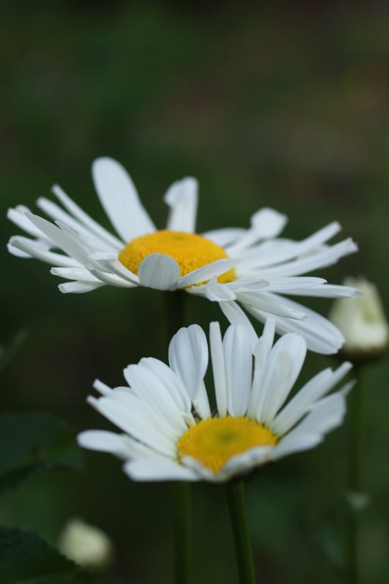 Highfields Park Garden