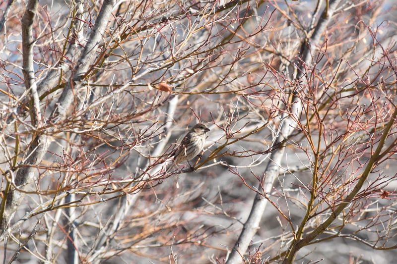 Mint Hill Suburban Thicket