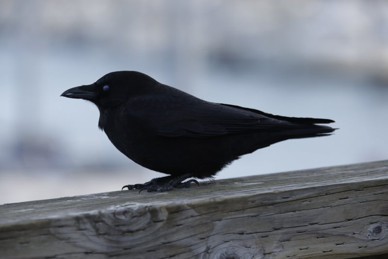 Seward Small Boat Harbor