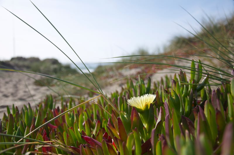 Point Reyes Coastal Dunes