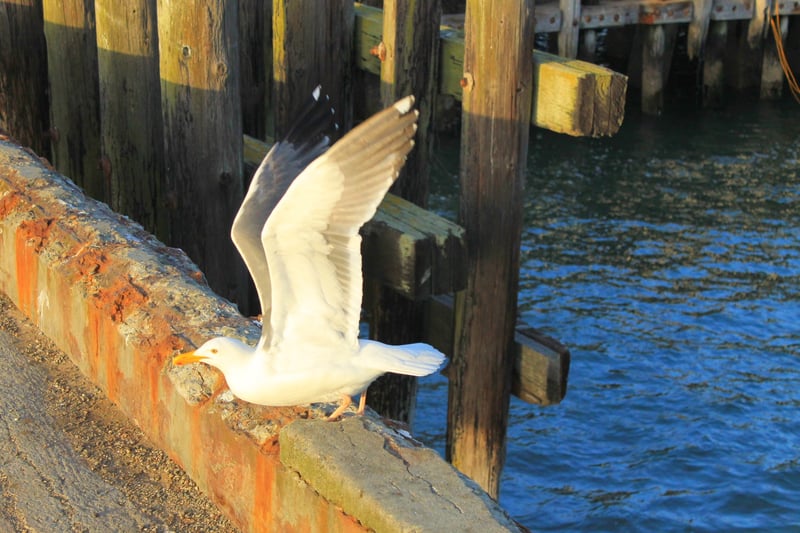 Fisherman's Wharf Waterfront