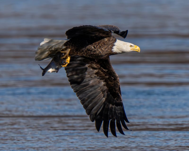 Conowingo Dam Fisherman's Park