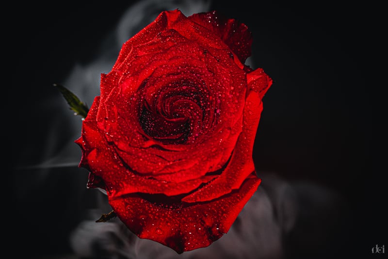 Center Line Macro Studio