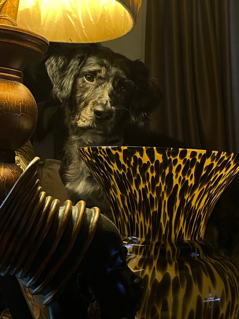 Indoor Pet Photography Setup