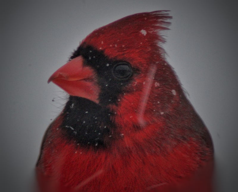 Charlotte Suburban Birding Spot