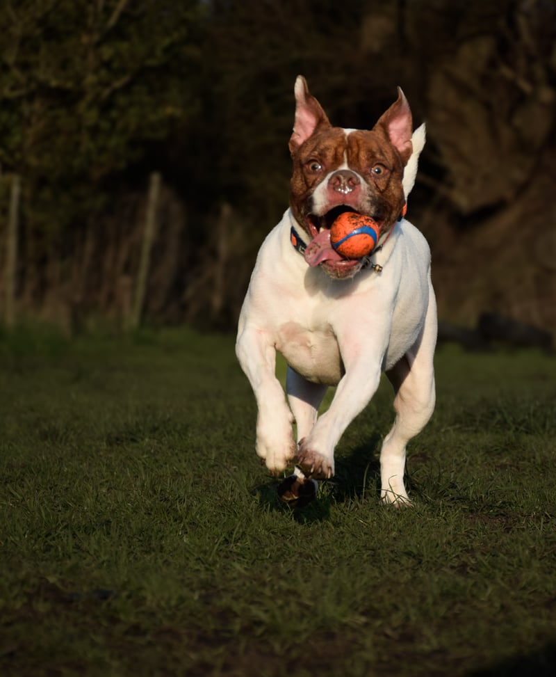 Wirral Way Countryside